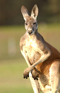 Tours Down Under