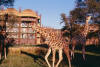 DISNEYS ANIMAL KINGDOM LODGE